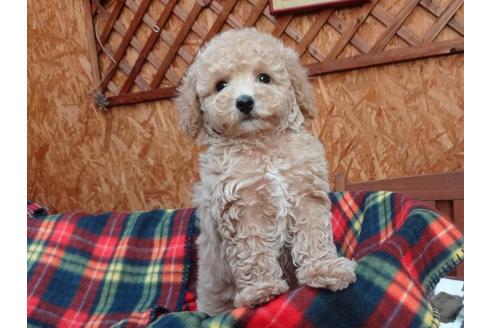 成約済の宮城県のトイプードル-122255の3枚目